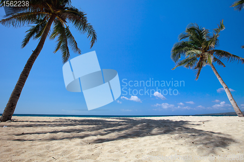 Image of Palm trees on tropical beach