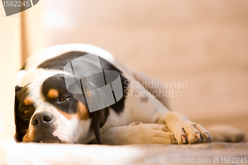 Image of Lazy dog