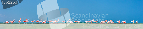 Image of Pink flamingos panorama