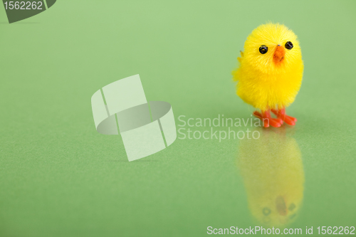 Image of Cute chicken.