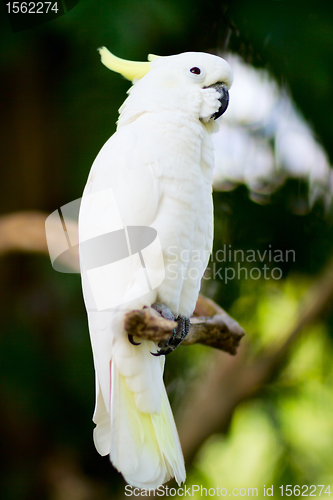 Image of  White cockatoo parrot