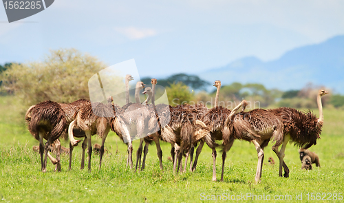 Image of Ostrich family