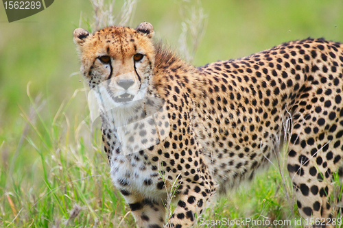 Image of Cheetah