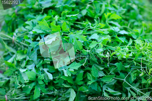 Image of Coriander