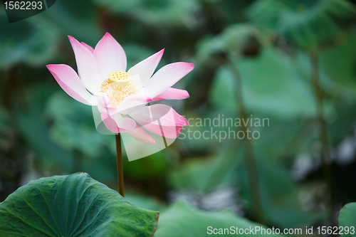 Image of Water lily