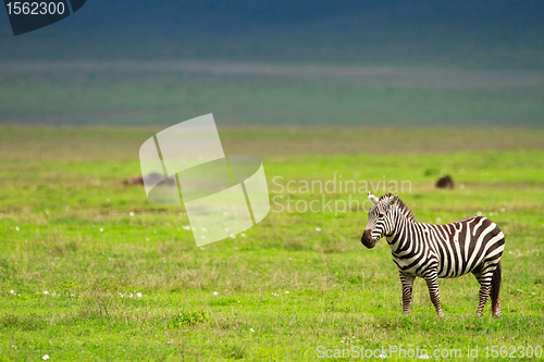 Image of Zebra