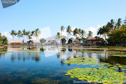 Image of Lotus lagoon in Bali