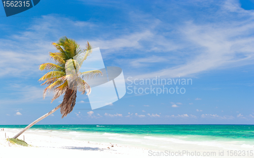 Image of Coconut palm at beach