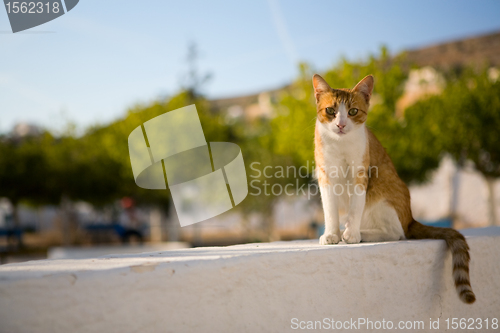 Image of Homeless cat