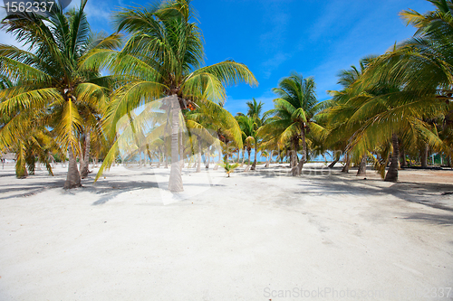 Image of Palm trees