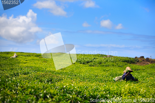 Image of Tea plantation