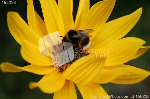 Image of Close up of yellow flower with bumble-bee