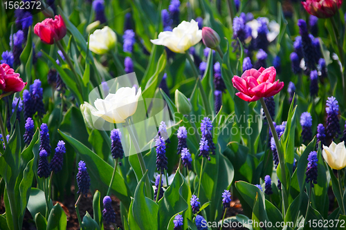 Image of Blue, white and pink flowers