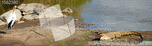 Image of Bird and crocodile