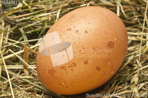 Image of egg