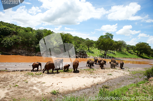 Image of Elephants