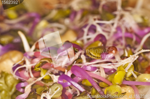 Image of radish sprouts
