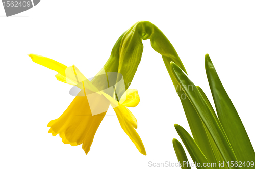 Image of Daffodil