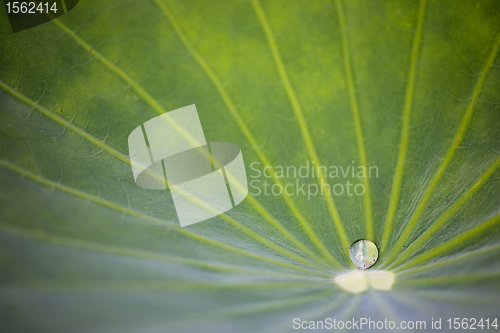 Image of Water Drop