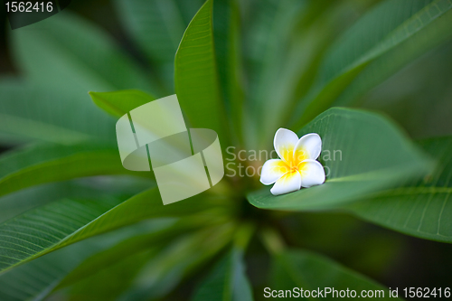 Image of Tropical flower