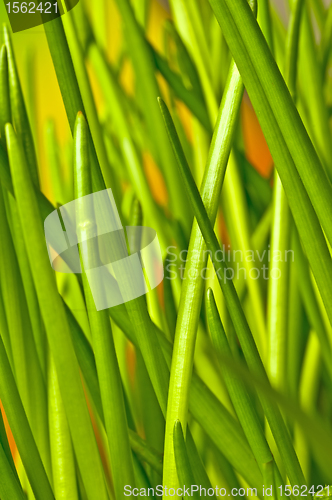 Image of chive