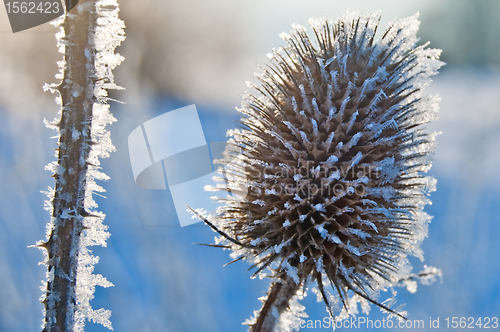 Image of teasel on frost