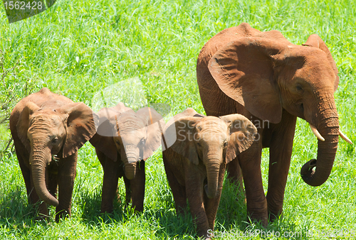 Image of Elephants