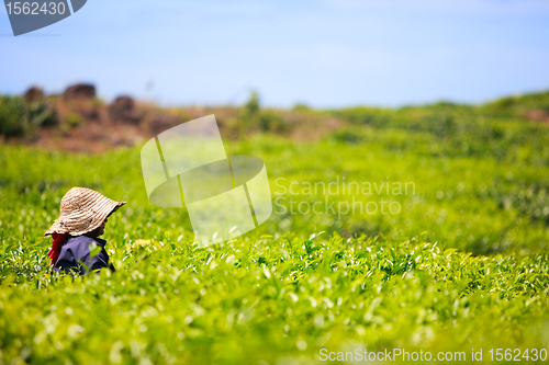 Image of Tea plantation