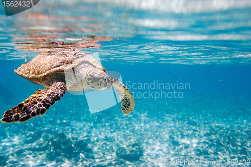 Image of Hawksbill sea turtle