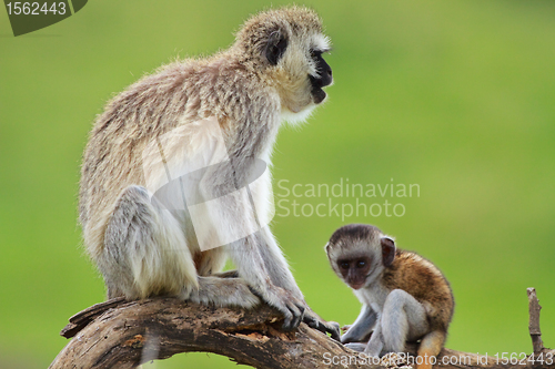 Image of Black faced vervet monkeys