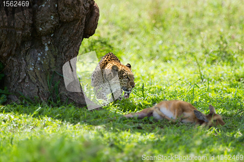 Image of Leopard kill