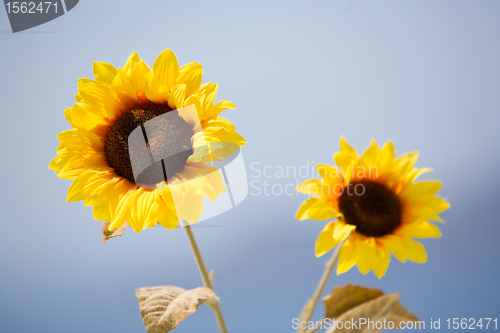 Image of Sunflowers