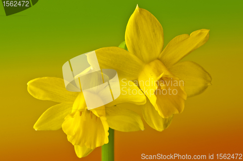 Image of Daffodil