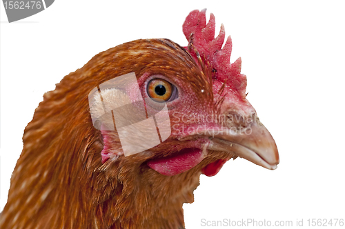 Image of chicken