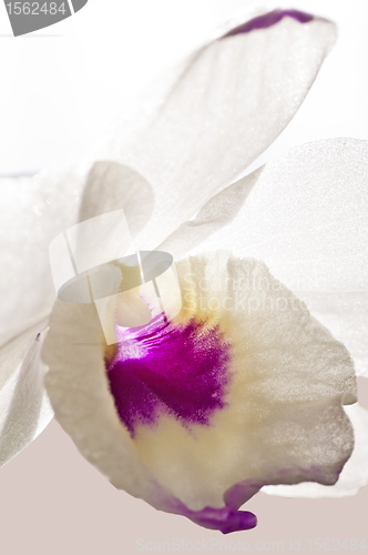 Image of Dendrobium orchid