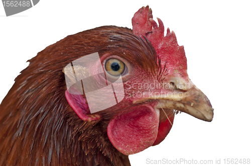 Image of chicken