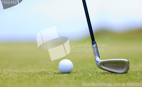 Image of Golf Macro.