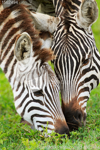 Image of Zebras