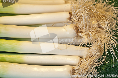 Image of leek