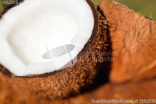 Image of Coconut macro