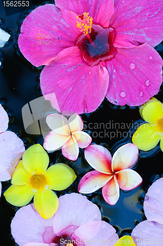 Image of Tropical flowers in water