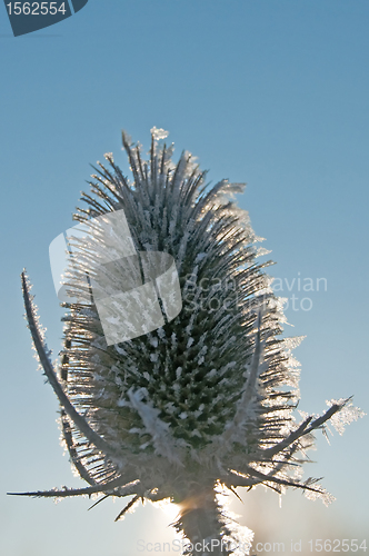 Image of teasel on frost