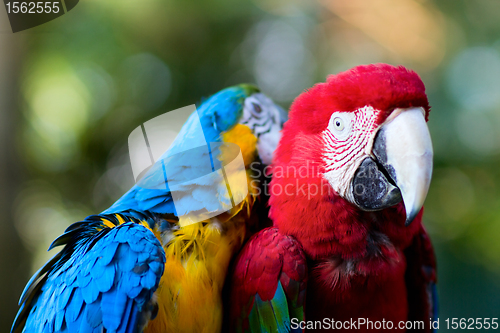 Image of Colorful macaw parrots