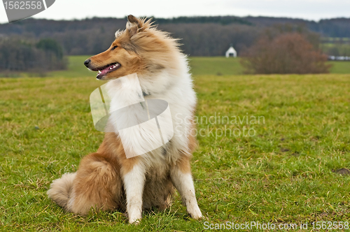 Image of Collie dog