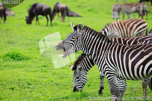 Image of Zebra showing teeth