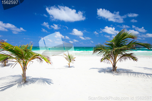 Image of Coconut palms at beach