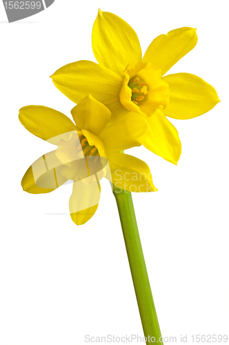 Image of Daffodil