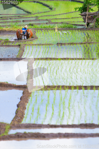 Image of Bali countryside scene