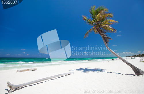 Image of Coconut palm at beach