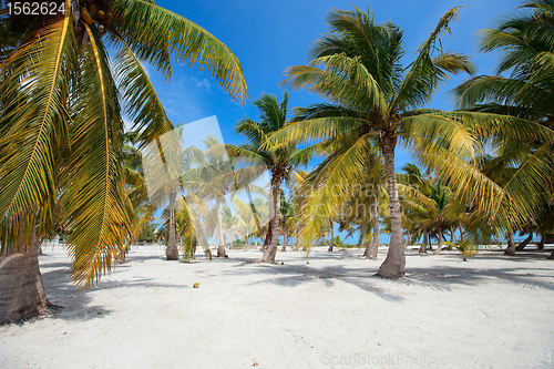 Image of Palm trees